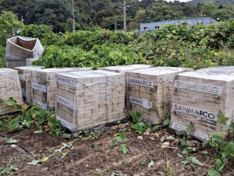 클라시코 치아로